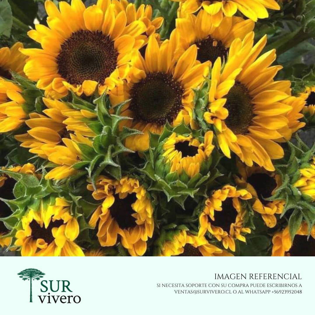 Girasol