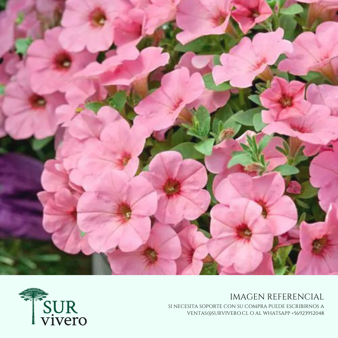 Petunias