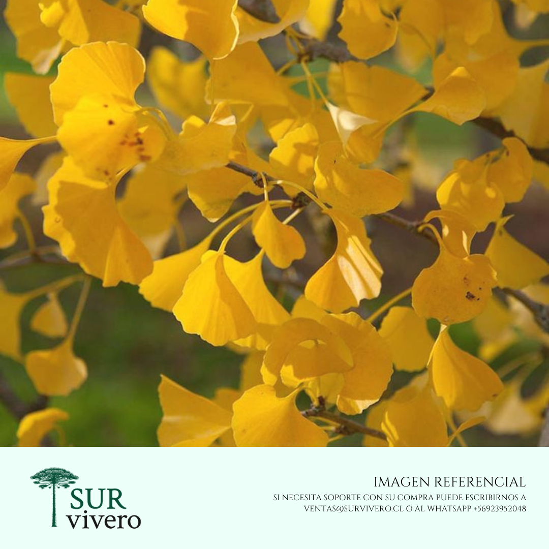 Ginkgo biloba (L)