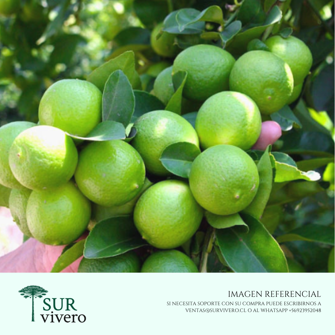 Limón Eureka