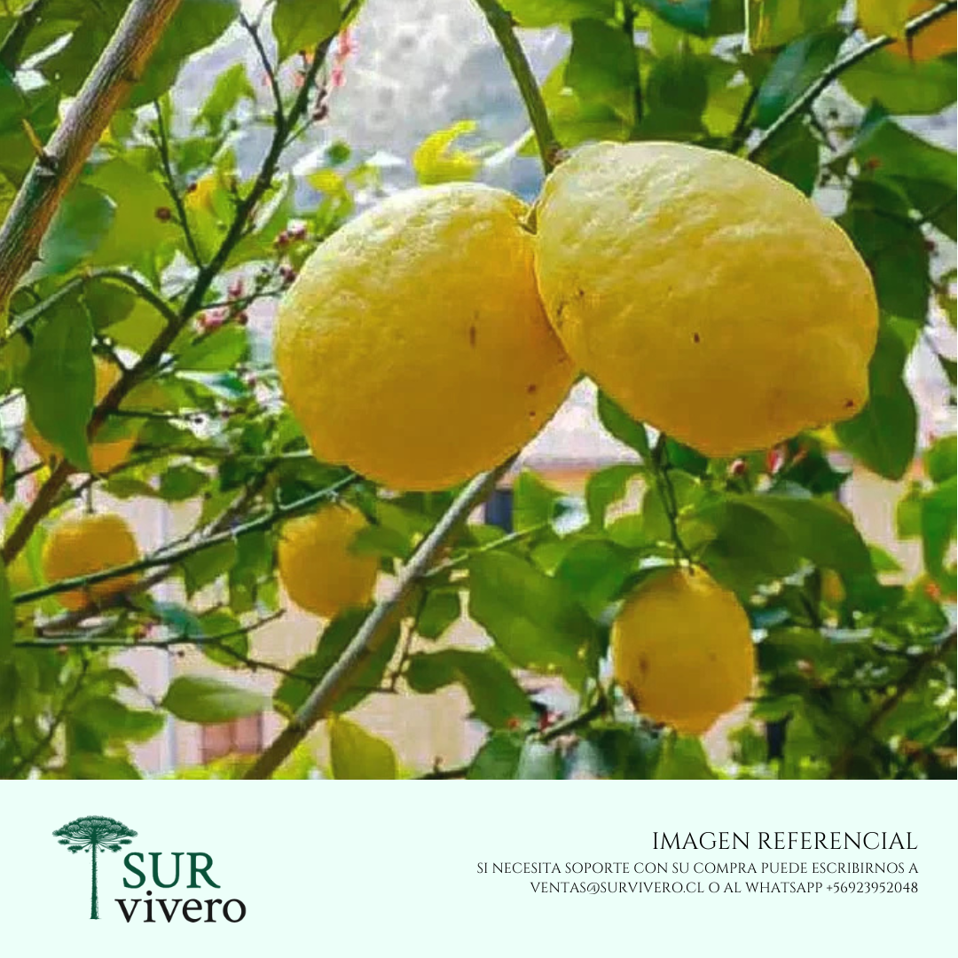 Limon Genova