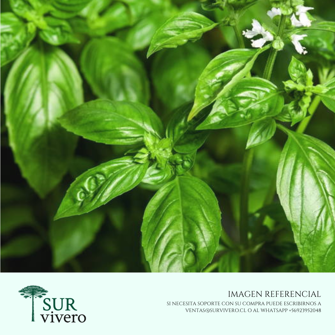 Albahaca