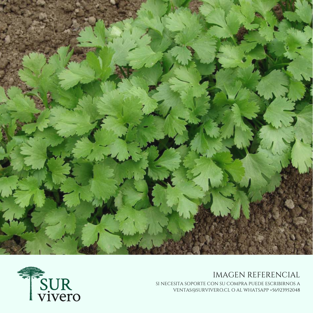 Cilantro