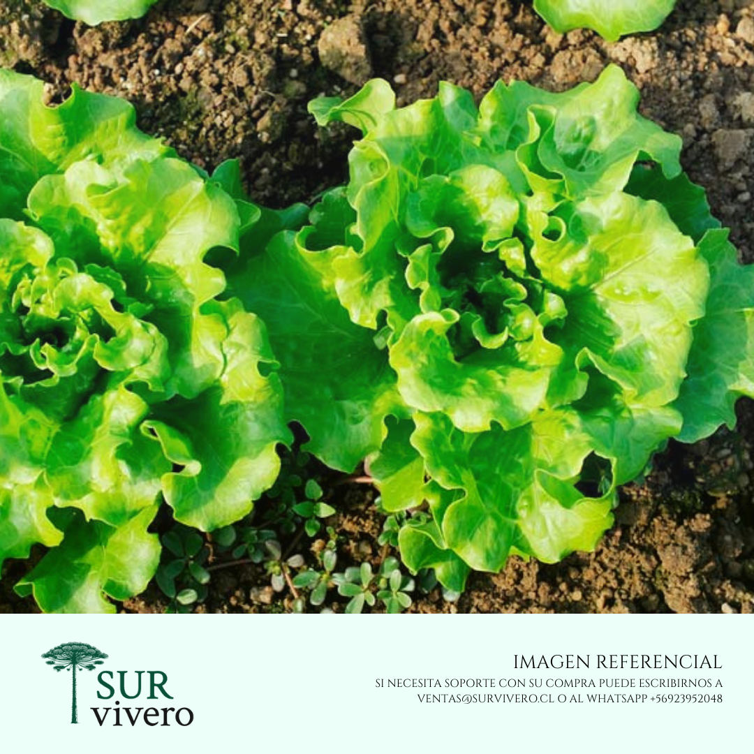 Lechuga