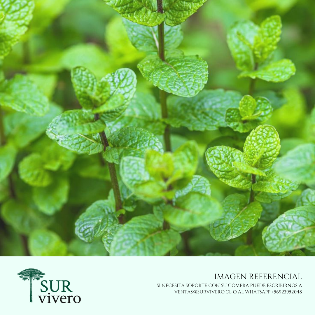 Menta