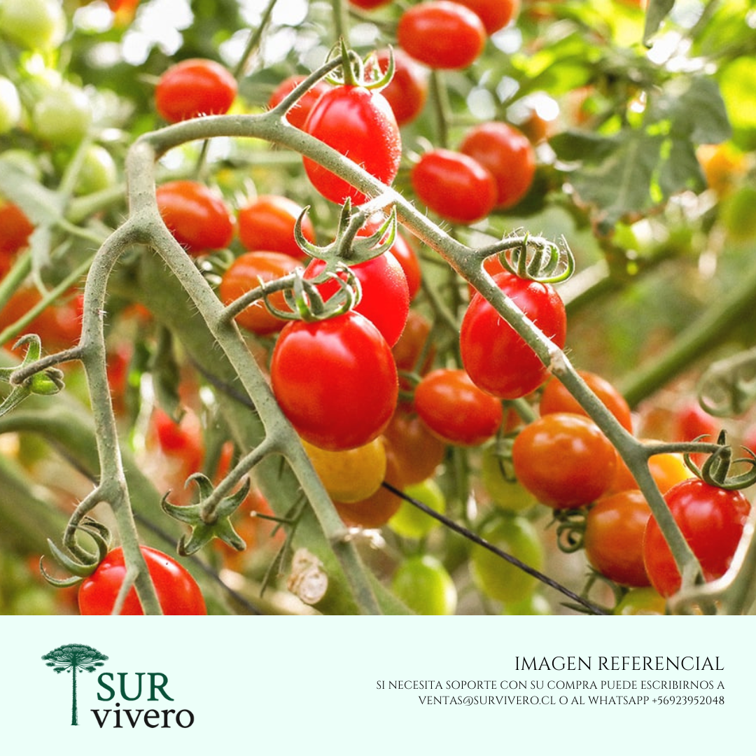 Tomate cherry