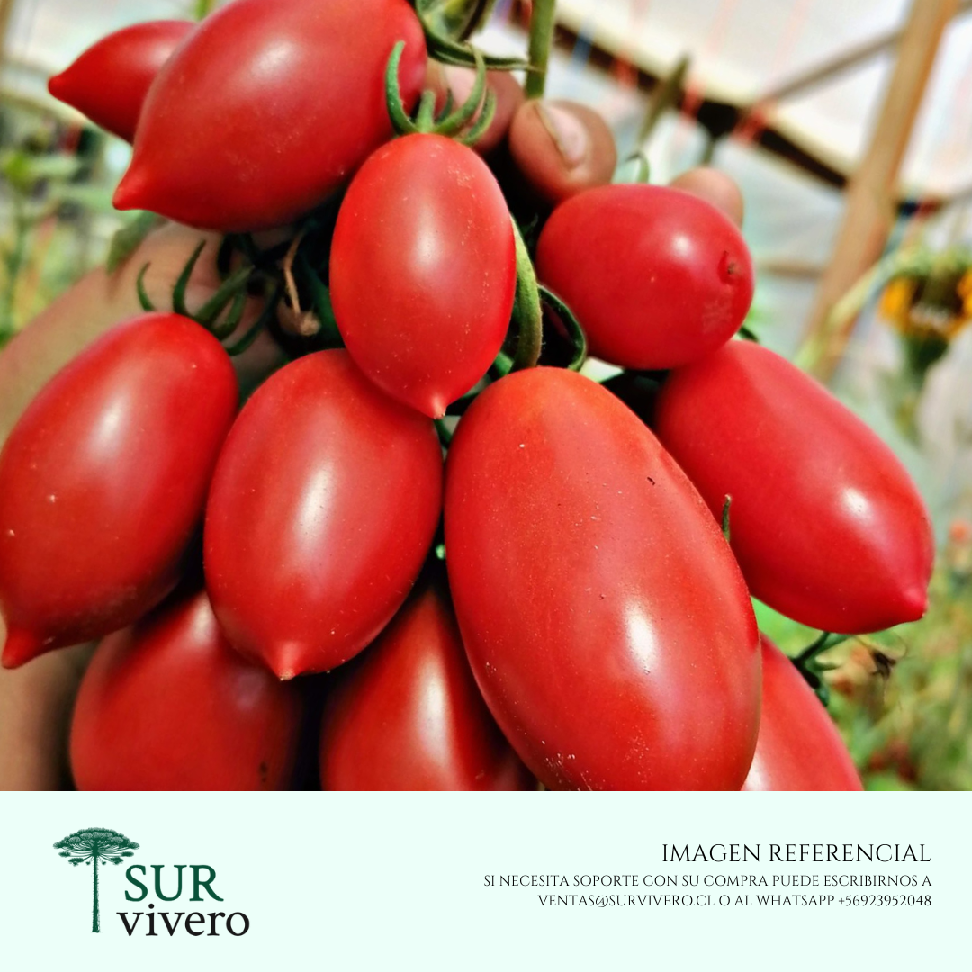 Tomate pomarola