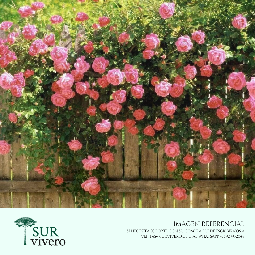 Rosa trepadora
