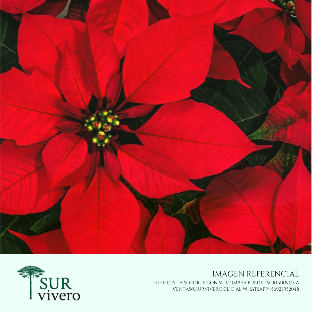Corona del Inca - Flor de Pascua - Poinsettia