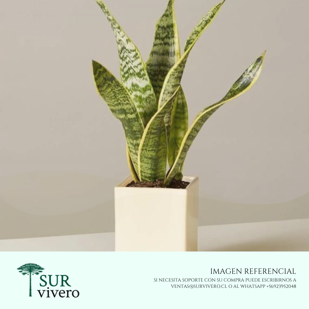 Sansevieria (S)