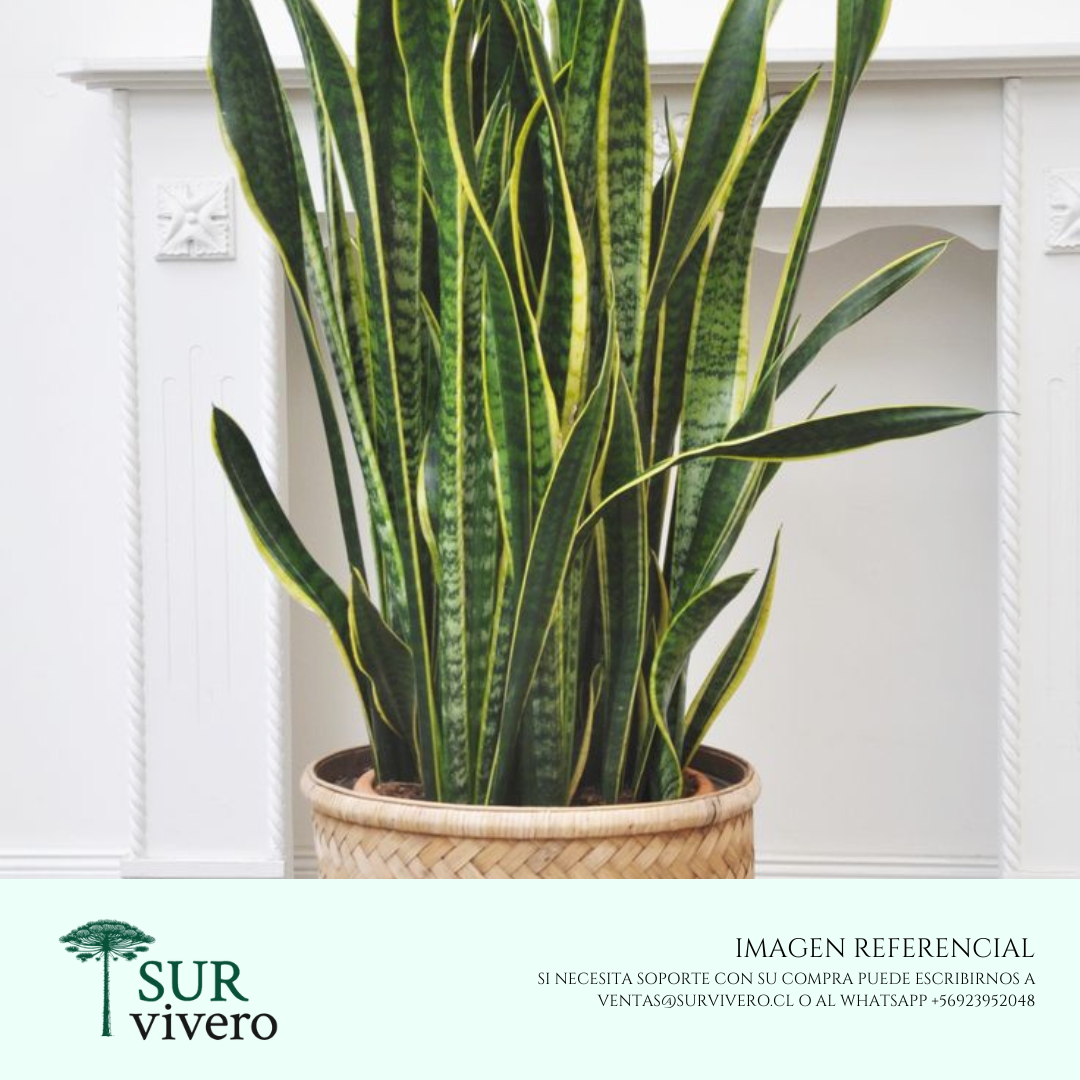 Sansevieria (M)