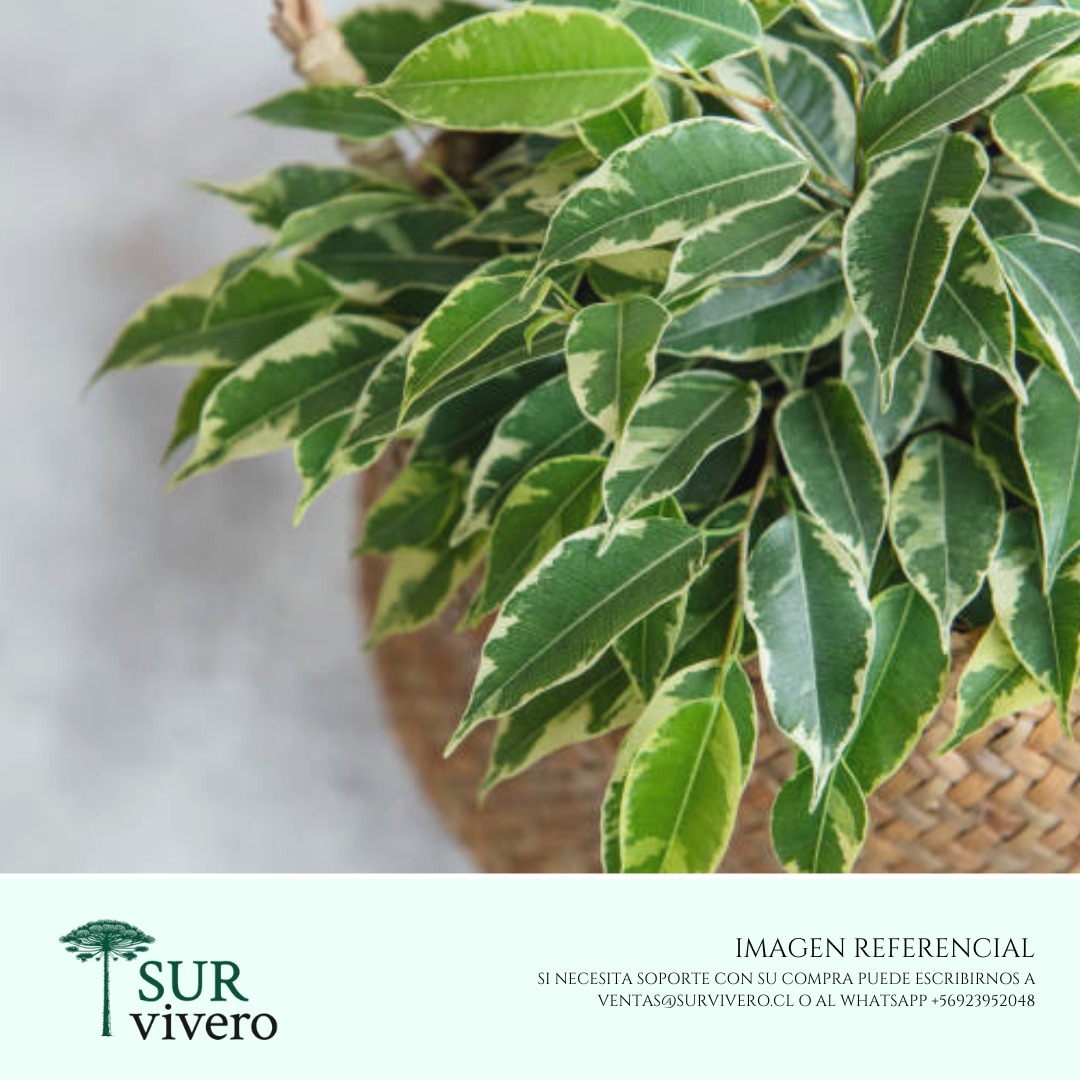 Ficus Enano