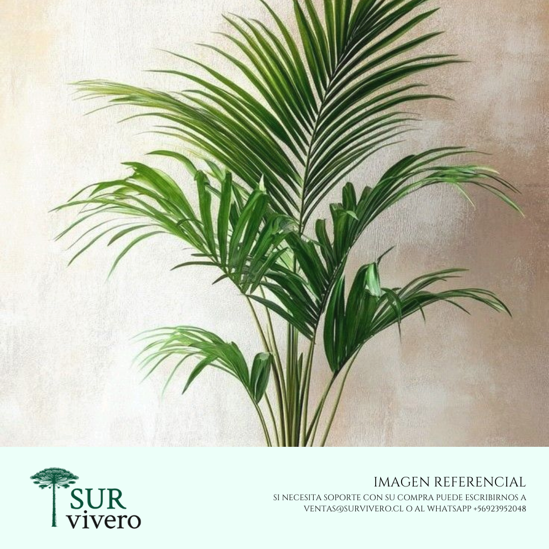 Palmera Ketia