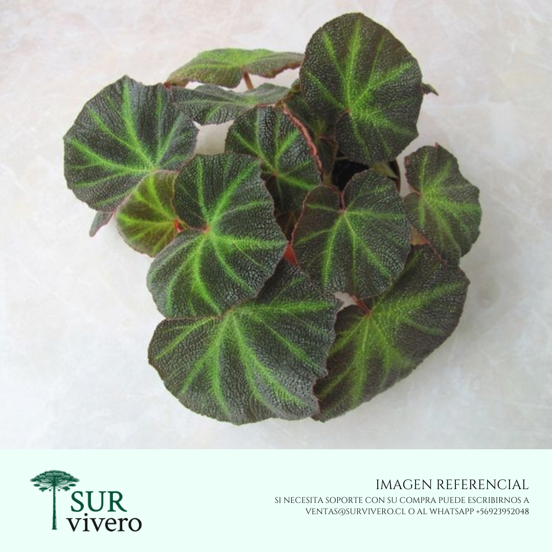 Begonia