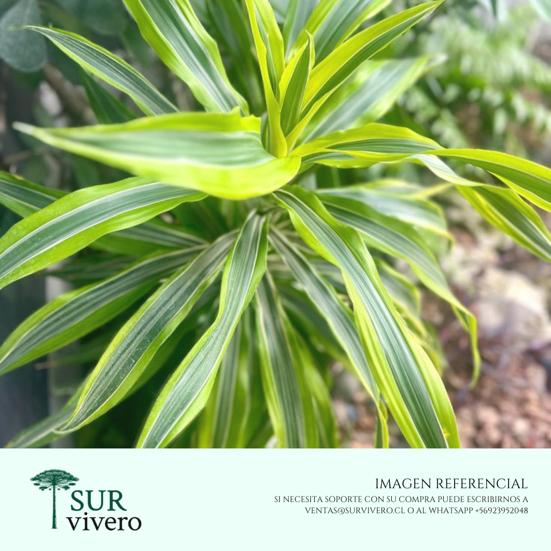 Alfonsina M (Dracena Lemon)