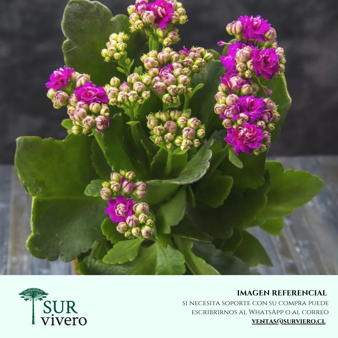 Kalanchoe color