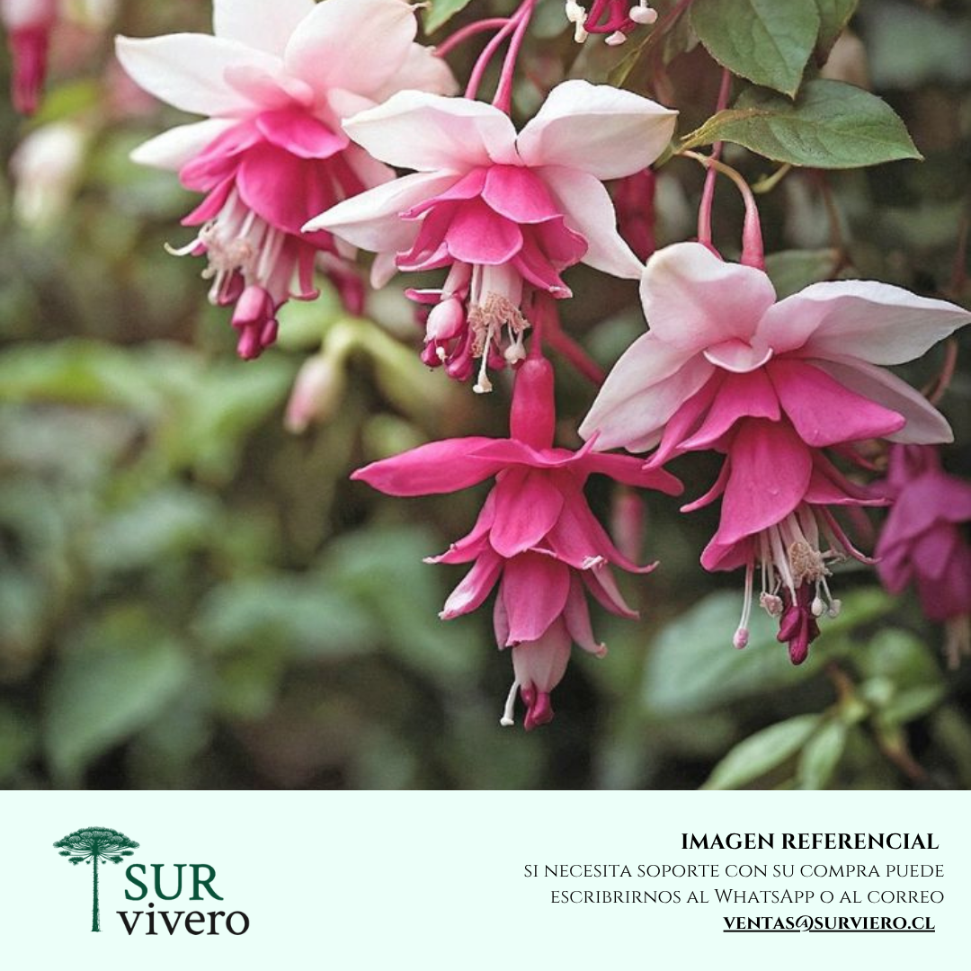 Fucsia – Fuchsia spp. (XS)