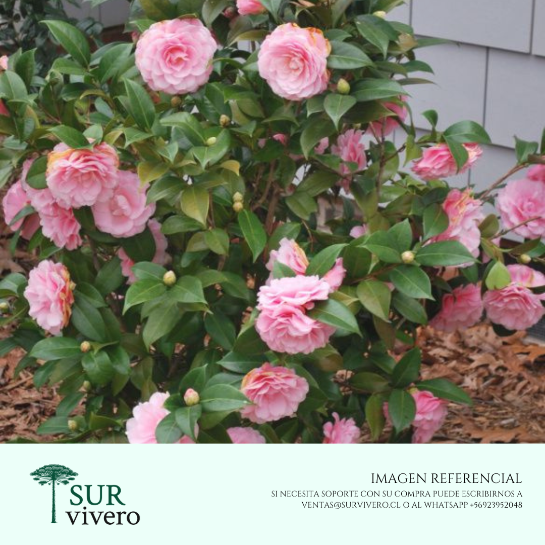Camelia (XL)