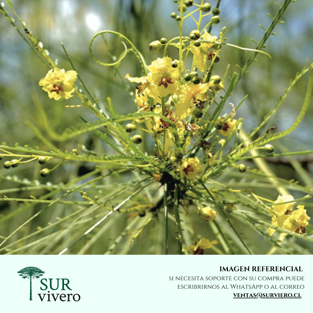 Parkinsonia