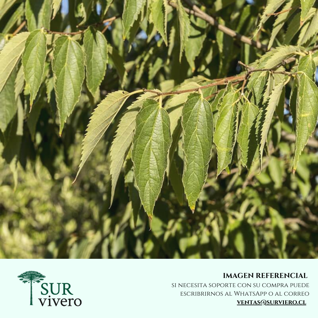 Celtis Australis - Celtis Australis