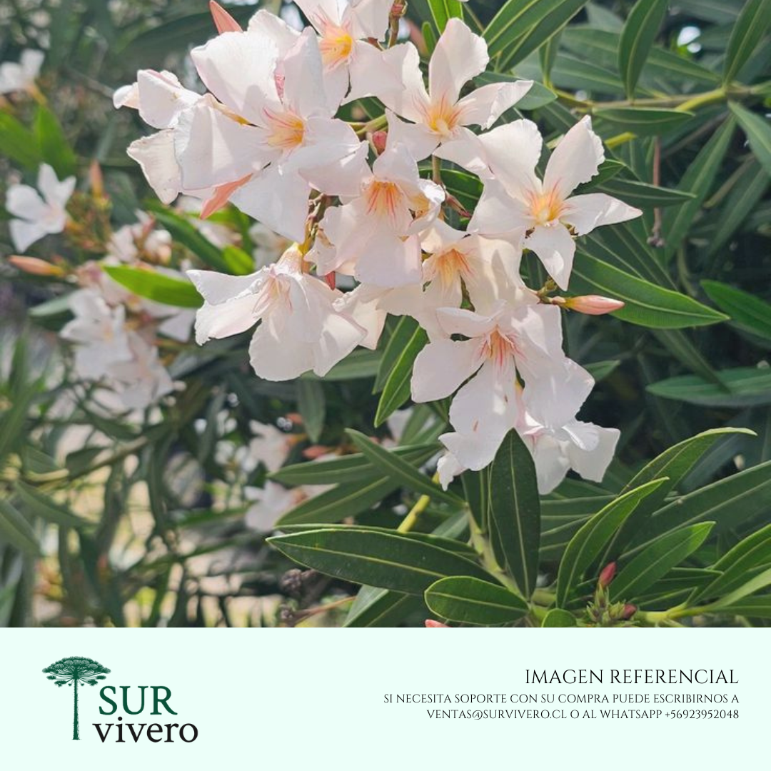 Laurel en Flor (S)