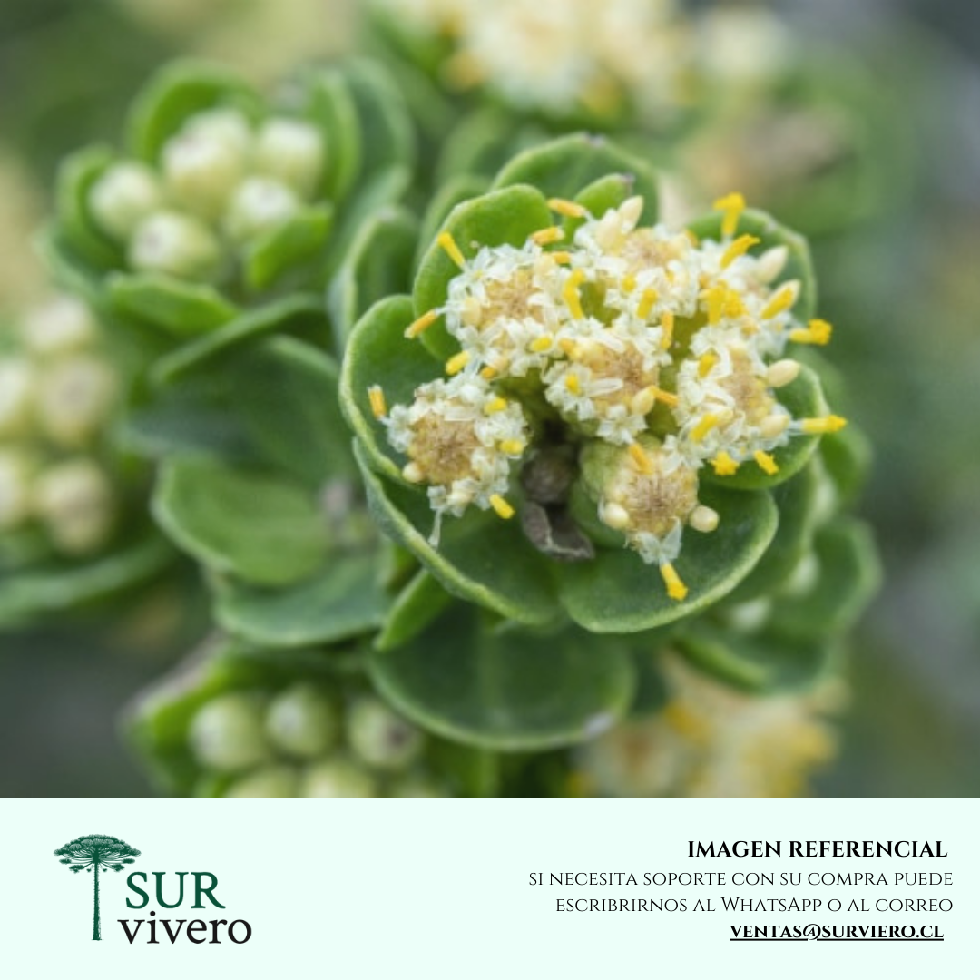 Braccharis concava