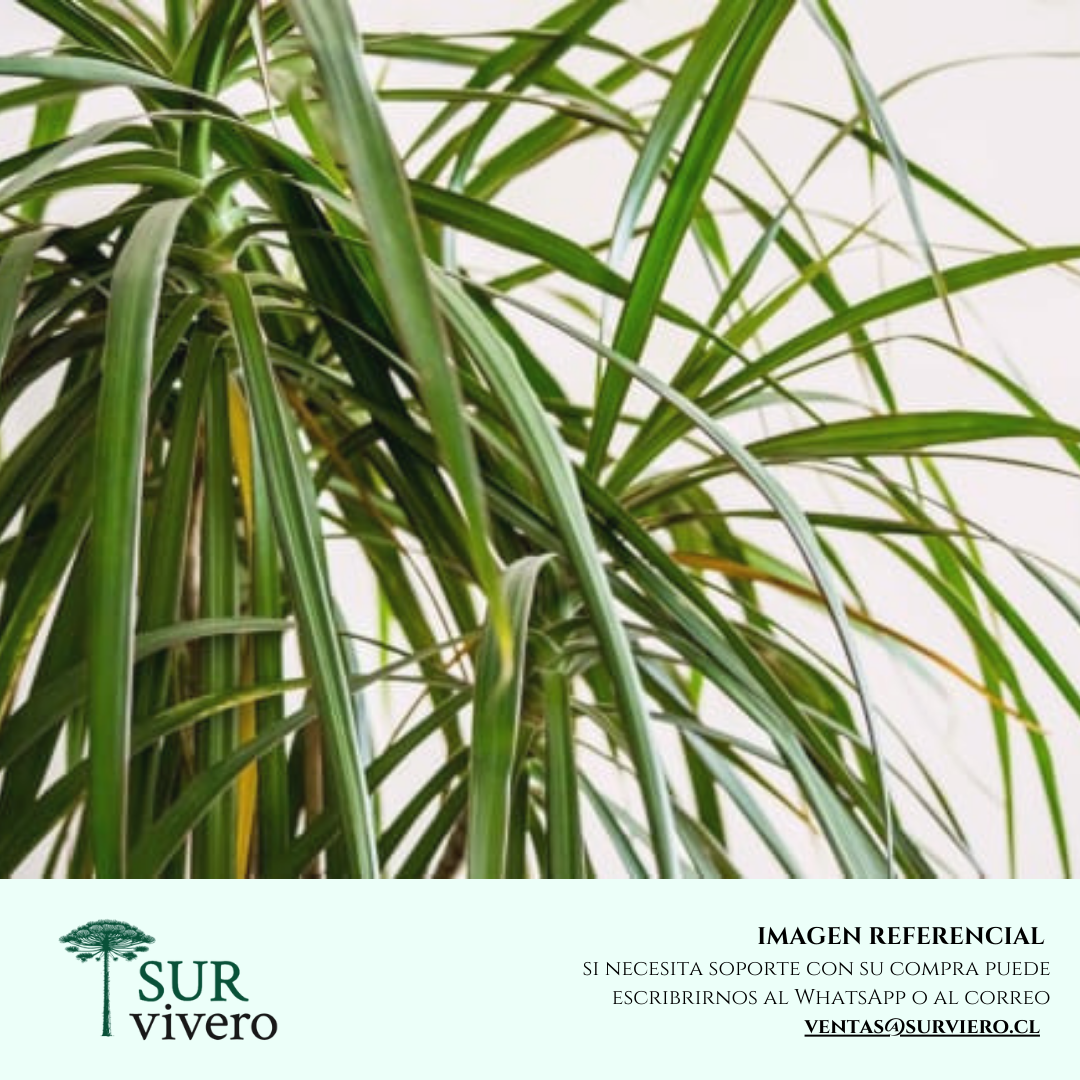 Dracena