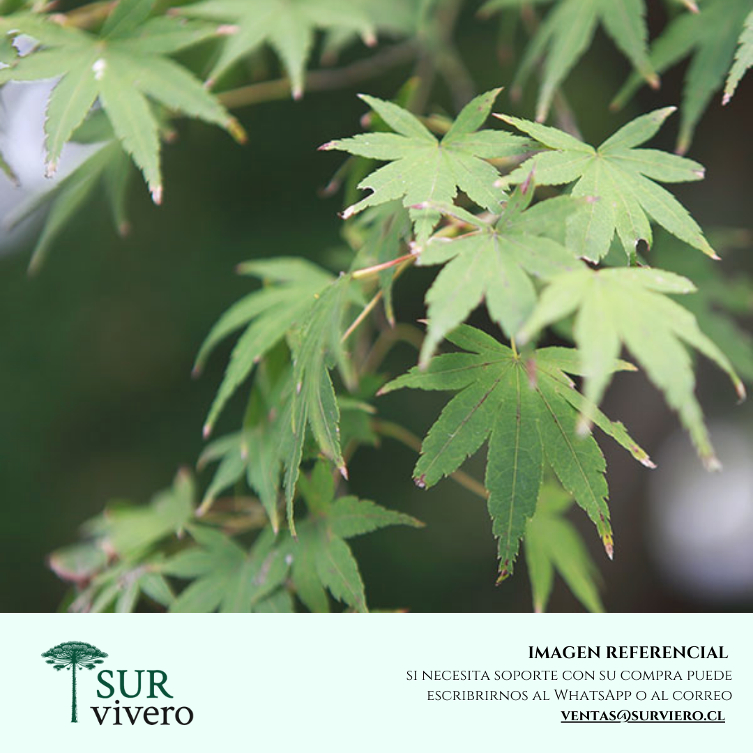Acer Palmatum