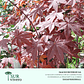 Acer Palmatum Rojo - Miniatura 2