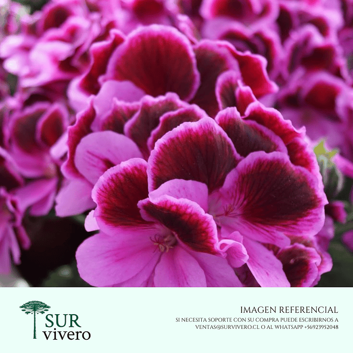 Pelargonio (M) 1
