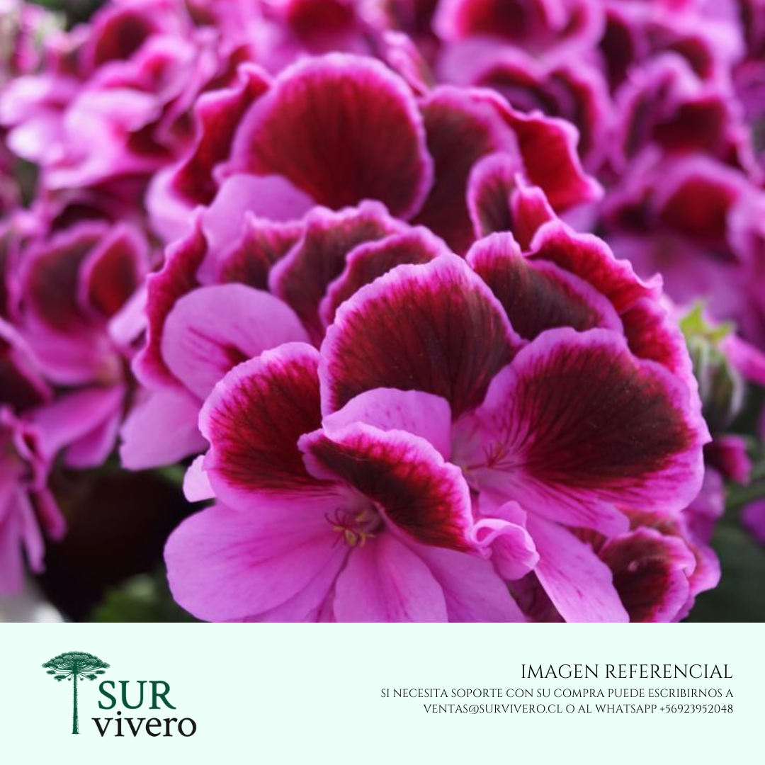 Pelargonio (S)