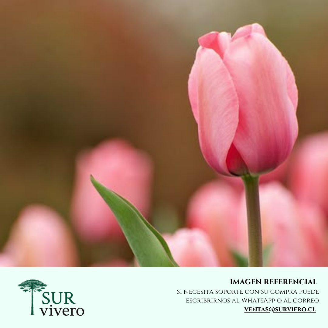 Tulipan variedades