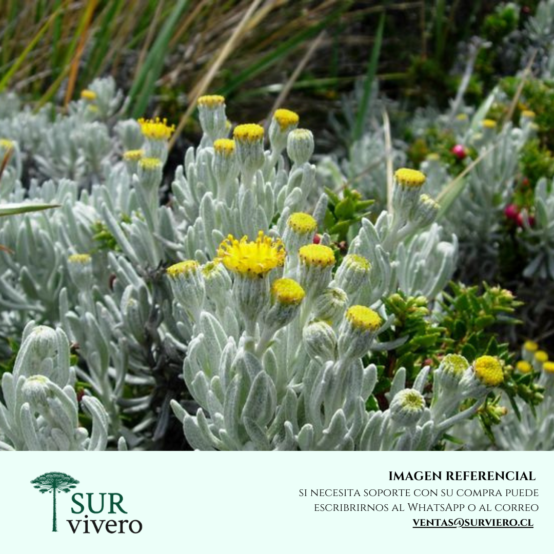 Senecio rastrero