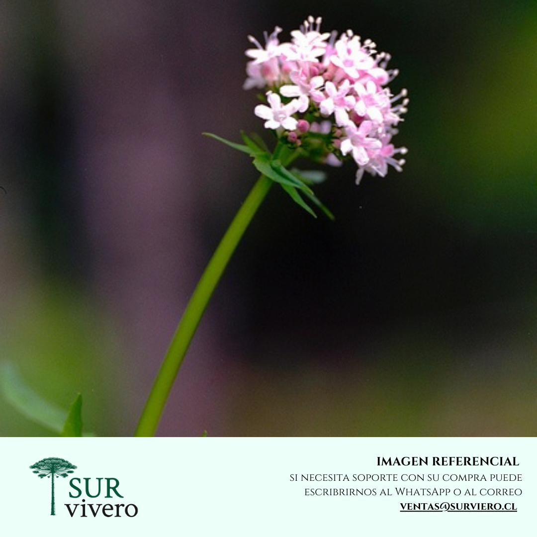 Valeriana