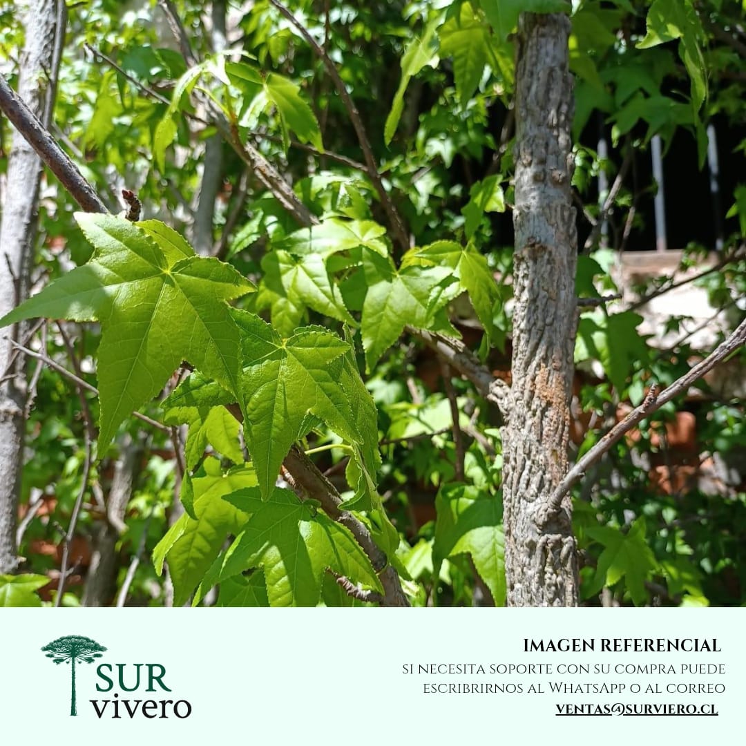 Liquidambar - Liquidambar Styraciflua