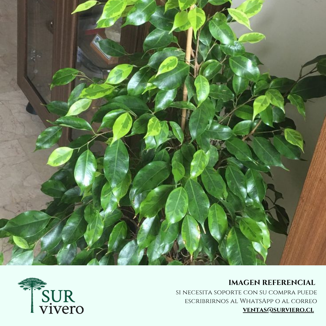 Ficus (M)