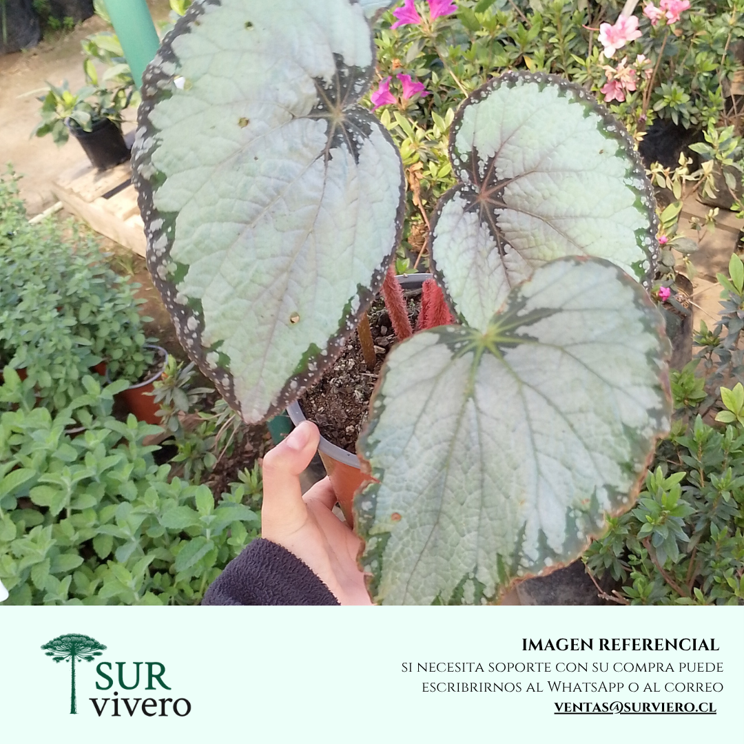 Begonia Rex