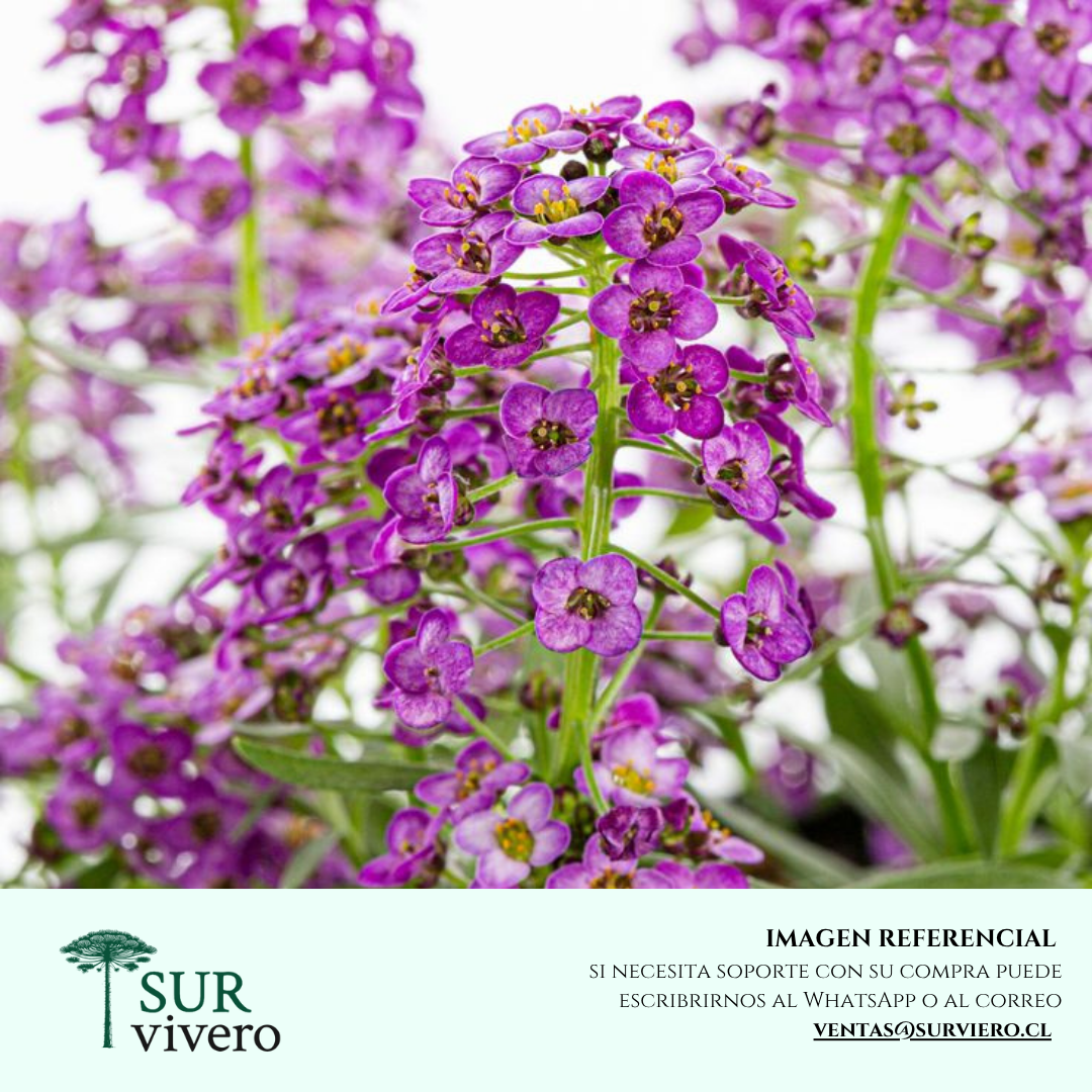 Alyssum Morado