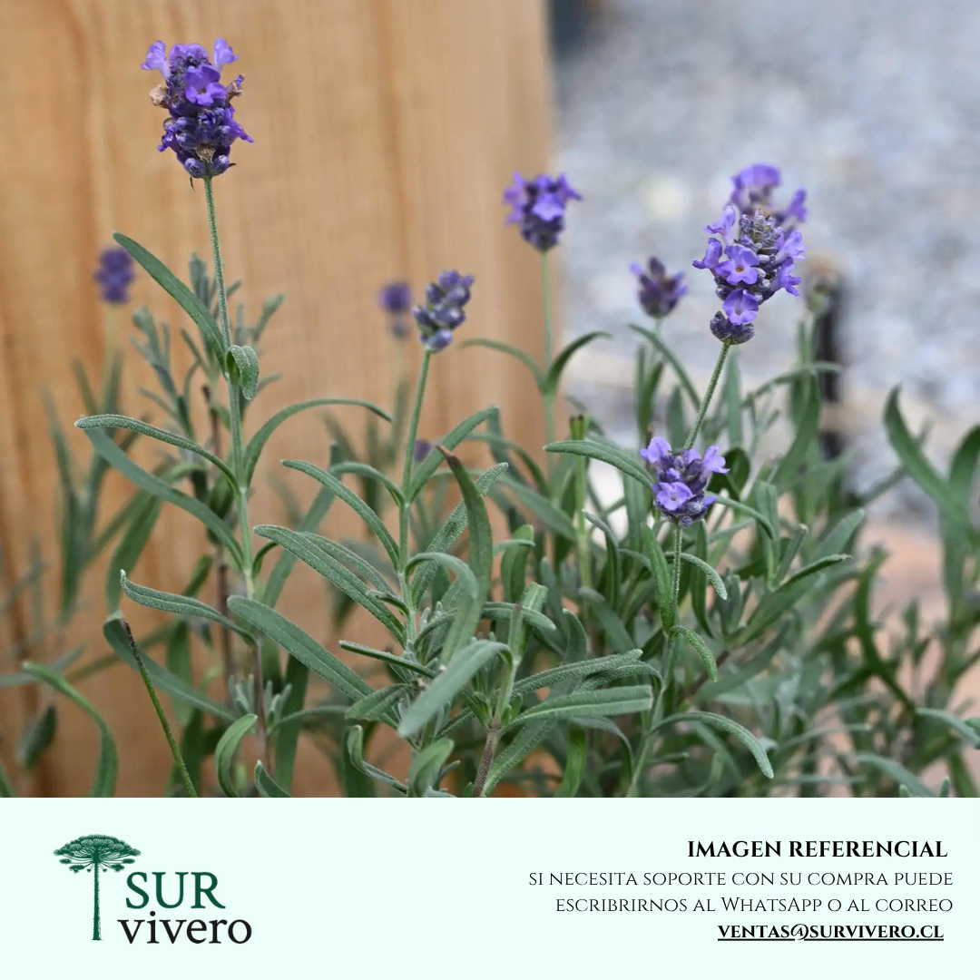 Lavanda Goodwin Creek (S)