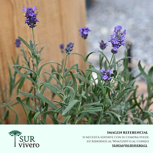 Lavanda Goodwin Creek (S)