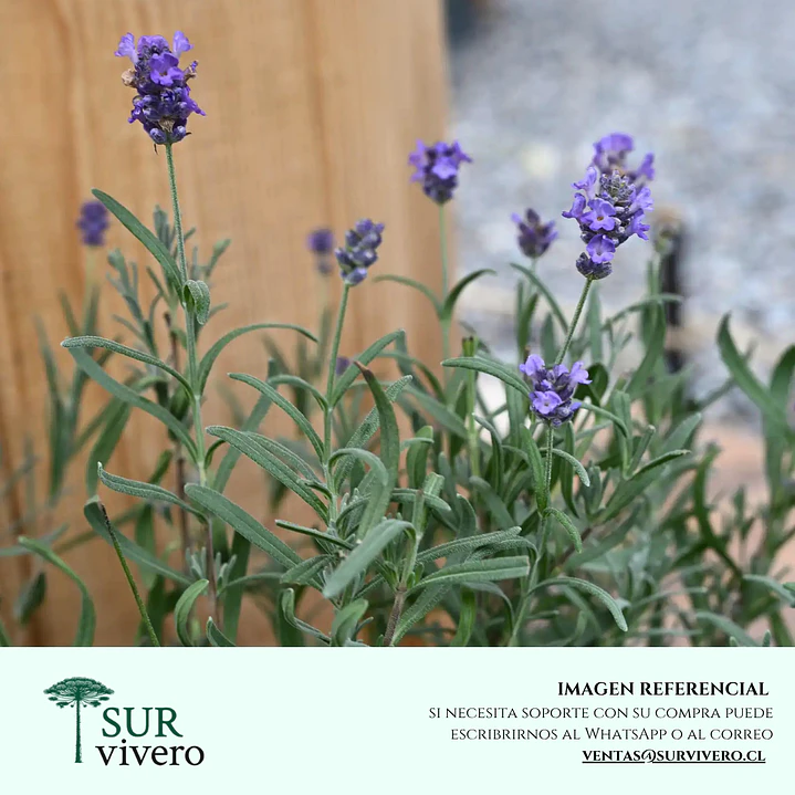 Lavanda Goodwin Creek (S) 1