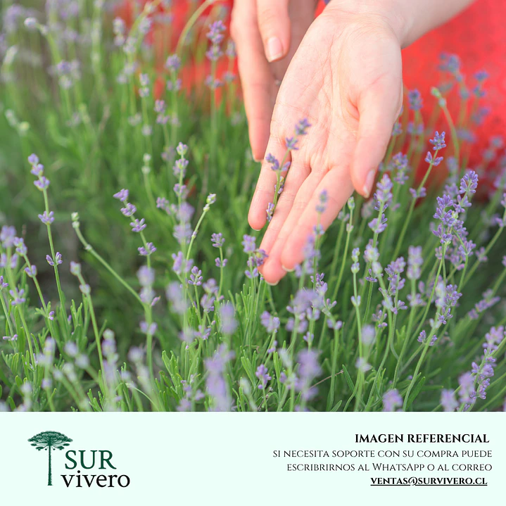 Lavanda Goodwin Creek (S) 2