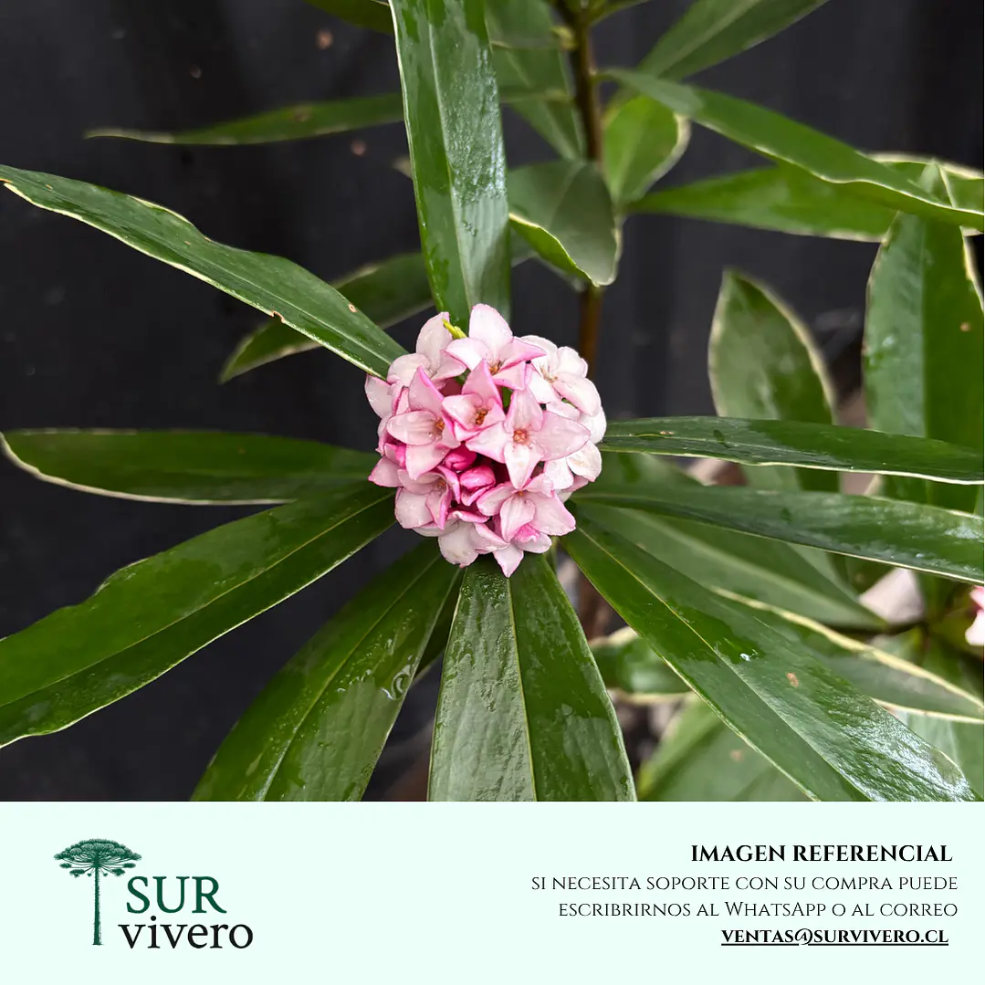 Daphne – Daphne odora (M)  1