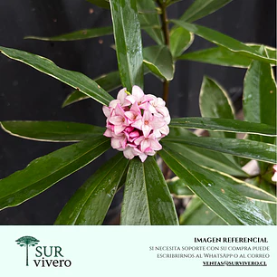Daphne – Daphne odora (M) 