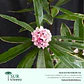Daphne – Daphne odora (M)  - Miniatura 1