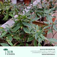 Daphne – Daphne odora (M)  - Miniatura 2