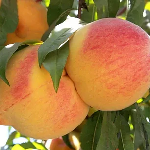  Durazno Dr. Davis – Árbol Frutal (Preventa)