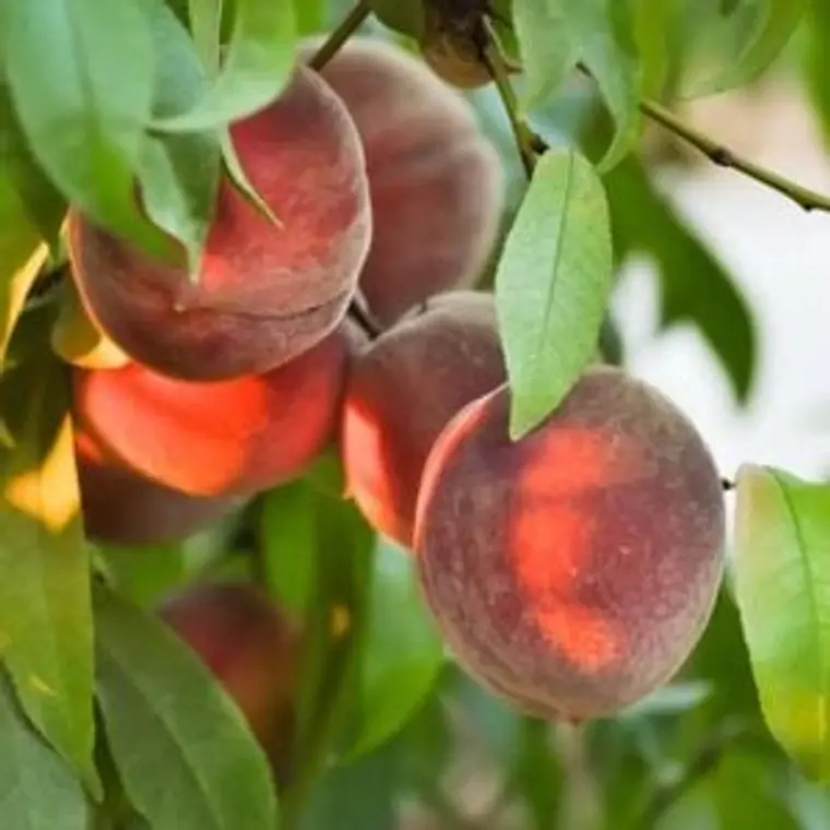  Durazno Fortuna – Árbol Frutal (Preventa) 1