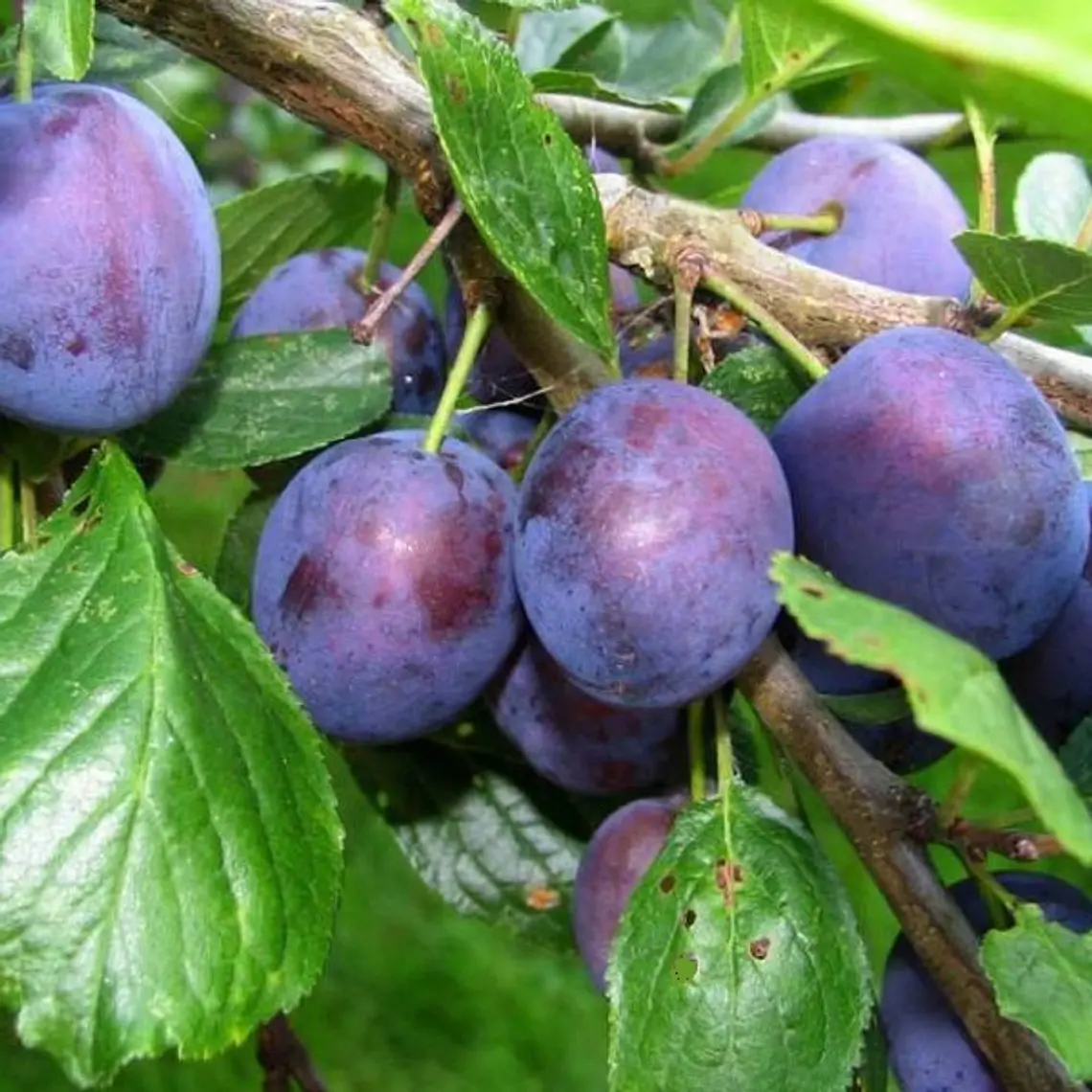 Ciruela D’Gen – Árbol Frutal (Preventa) 1