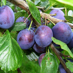 Ciruela D’Gen – Árbol Frutal (Preventa)